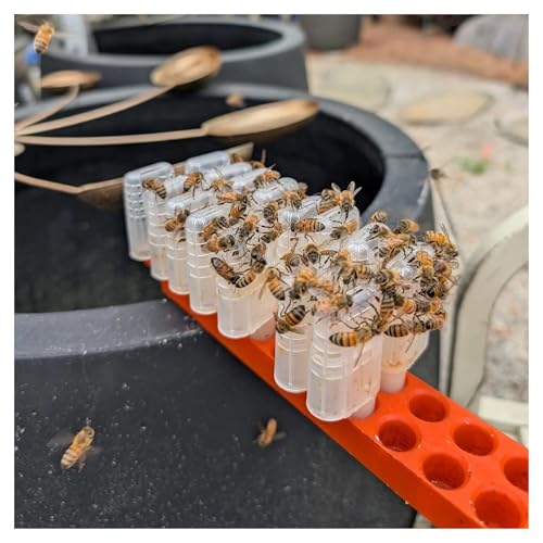 Queen Bee Cell Cage with Transport Box Bee Moving Isolator Protection Case Queen Rearing Bar Beekeeping Tools