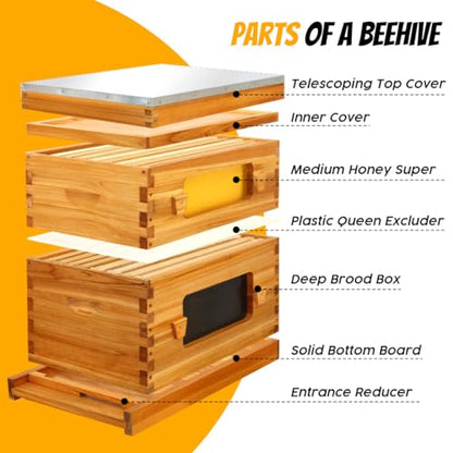 Honey Lake Bee Hive with Windows, 8 Frame Langstroth Complete Beehive Starter Kit Dipped in Beeswax with Beehive Frames and Waxed Foundations (1 Deep Brood Bee Hive Box & 1 Medium Super Bee Box)