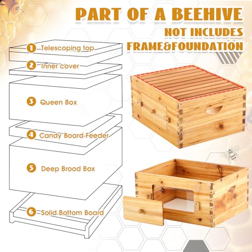 Juexica 10 Frame Deep Brood Bee Hive Box, Langstroth Beehive with Transparent Acrylic Windows, Bee Box Dipped in 100% Beeswax (Unassembled)