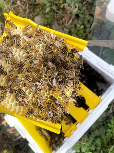 1set Nuc Box for Bees,Foam Beehive Kit with 3 Plastic Frames & 1 Feeder, Queen Bee Mating Rearing Hives Essential Beekeeping Supplies