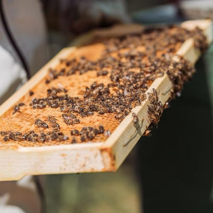 POLLIBEE Beehive Foundation Sheet Beeswax Coated Bee Hive Foundation Sheets Bee Foundation Sheets for Super Bee Frame 10Pcs 5-5/8-inch Medium Beehive Foundation - color: Super-Yellow