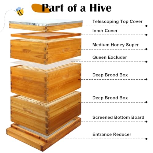 10 Frame Beehive kit with Screened Bottom Board Dipped in Heavy Beeswax Beehive Boxes Starter Kit Includes Beehive Frames and Waxed Foundations (2 Deep Boxes & 1 Medium Box) - size: 3-Layer