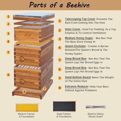 BeeCastle 8 Frame Langstroth Bee Hive Coated with Beeswax Includes Beehive Frames and Waxed Foundations (2 Deep Boxes & 1 Medium Box)