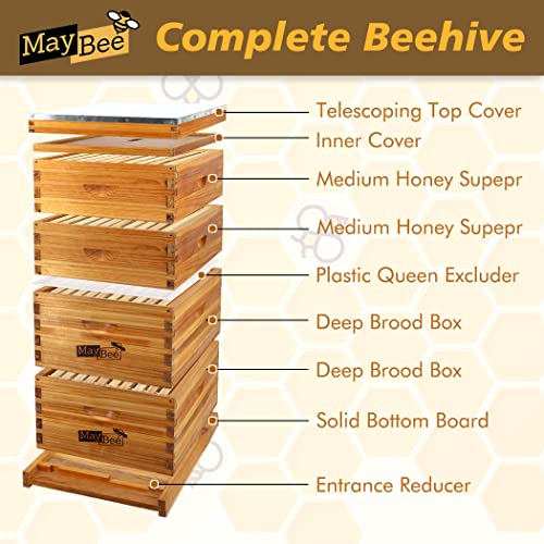 MayBee 8-Frame Langstroth Beehive Dipped in 100% Beeswax, Complete Bee Hives and Supplies Starter Kit Includes 2 Deep Hive Bee Box and 2 Bee Hive Super with Beehive Frames and Foundation