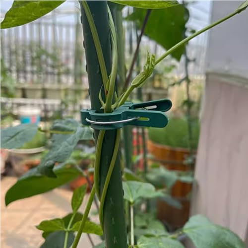 60 Pack Small Plant Clips for Garden,Stainless Steel Spring Tomato Clips for Stakes | Gentle on Stems,Non-Slip Vine Clips for Trellis,Cucumber,Orchid,Rose,Climbing Plants Support,Green - size: Small 60Pcs