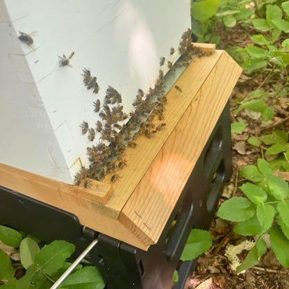 Harvest Lane Honey WWSB-102 Screened Bottom Board