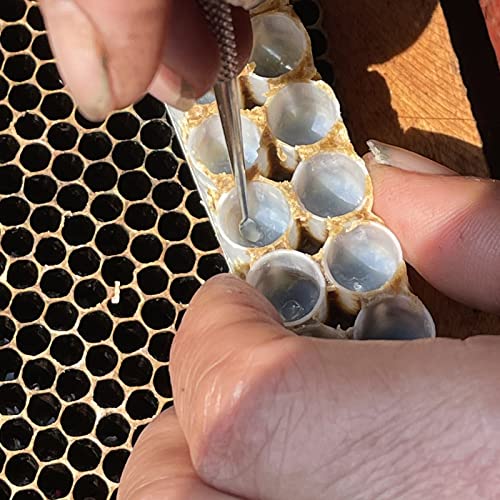 Queen Bee Grafting Tools - 2PCS, Stainless Steeel,Professional Beekeeping Tools Used for Queen Bee Grafting and Larva Transplanting.