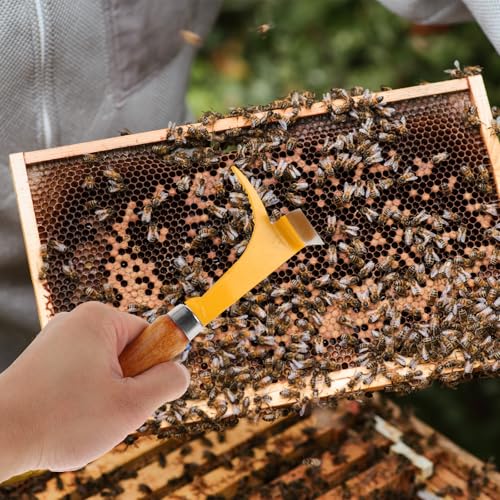DECHOUS Beehive Scraper Sturdy Hive Cleaning Tool Stainless Steel with Wooden Handle Not Easy to Break Safe to Use Random Color for Efficient Beekeeping Equipment and Beehive
