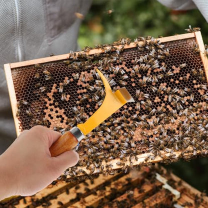Elbow Handle Beehive Scraper Tool Wooden Handle and Stainless Steel Blade Lightweight Beekeeping Hive Cleaner to Work Efficiency for Beginner Beekeepers Random Color