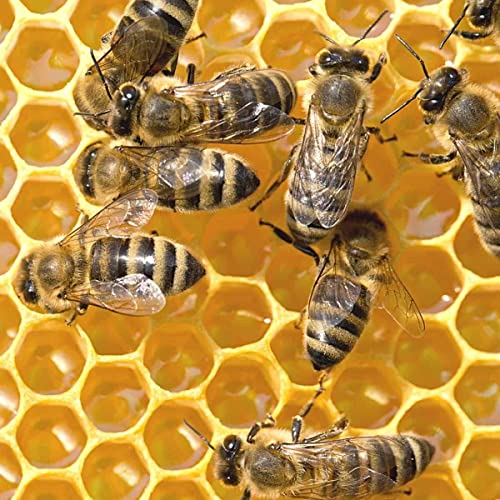 Stoney Acres Beekeeping Beehive Frame, Wired Beeswax Foundation, Deep Assembled, Honey Bee Hive, Amish Made