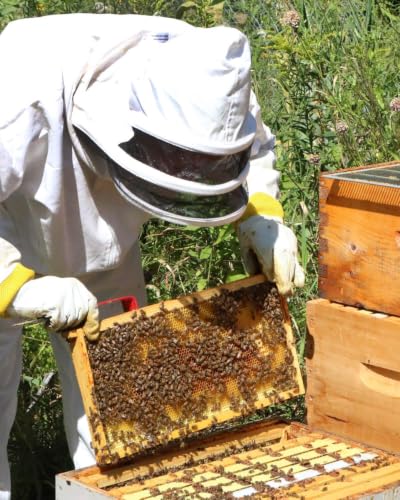 vensovo 10 Pack Bee Frames Deep - Bee Hive Frames and Wax Foundations Yellow Beehive Frams - color: Yellow