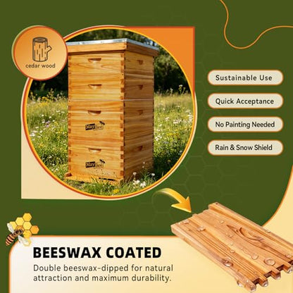 MayBee 10-Frame Langstroth Beehive Dipped in 100% Beeswax, Complete Bee Hives and Supplies Starter Kit Includes 2 Deep Hive Bee Box and 2 Bee Hive Super with Beehive Frames and Foundation