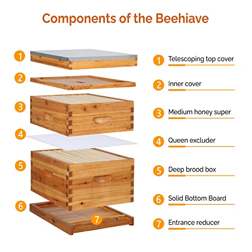 VINGLI 10 Frame Langstroth Beehive Starter Kit, Beeswax Coated 2 Layer Complete Bee Hive, 1 Deep Brood Box & 1 Medium Super Box with Frames and Waxed Foundations for Beekeepers - style: 2 Layer