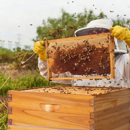 8 Frame Bee Hive Complete Beehive Kit Dipped in Beeswax Include Beehive Frames and Waxed Foundation Sheets for Beekeeping (1 Deep Brood & 1 Medium Super Bee Boxes) - size: 2 layer