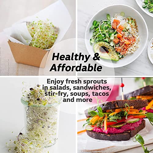 Seed Sprouting Jar Kit - 2 Wide Mouth Mason Jars with 316 Stainless Steel Sprouting Lids Covers, Drip Tray and Stand for Growing Broccoli Alfalfa Beans Sprout (Two Jars)