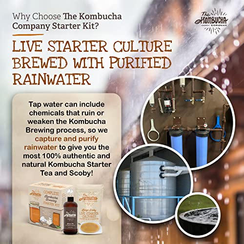 Kombucha Home Brewing Starter Kit | 5-Inch Large Scoby | Complete Kit with 16 oz Starter Tea, Brewing Jar & Supplies | Brew Unlimited Kombucha