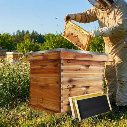 BeeCastle 10-Frame Langstroth Beehive Kit – Beeswax-Coated, Weatherproof Cedar Wood, 1 Deep & 1 Medium Box, Dovetail Joints, Easy Assembly – No Window Traditional Fir Beehive, 50 * 41