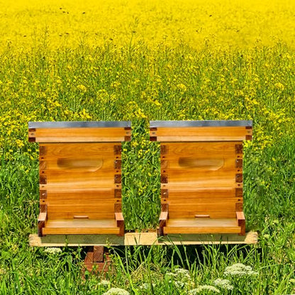 5 Frame Bee NUC Box Kit Beeswax Coated Includes Bee Hive Frames and Foundations (Unassembled)