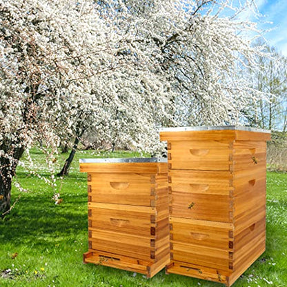 8 Frame Bee Hive Beeswax Coated Complete Beehive Kit Include Frames and Foundation Sheet for Beekeeping Supplies (Unassembled 2 Deep & 1 Medium Bee Boxes) - size: 8F-3Layer