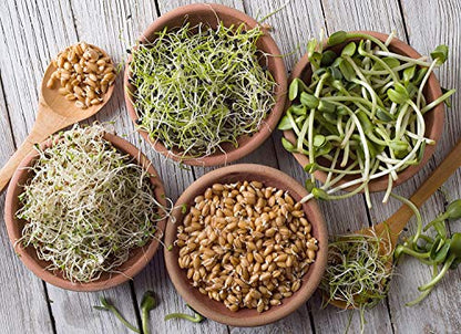 Sprouting Jar Strainer Lid - Fits Wide Mouth Jars - For Growing Sprouts & Other Uses
