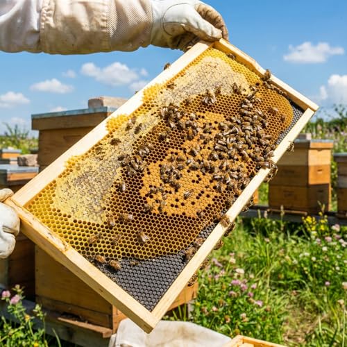 Medium Super Beehive Frames and Wax Foundations, Honey Bee Frames with 100% Beeswax Coated Foundation Sheets, Bee Hive Frame and Foundation 10 Pack