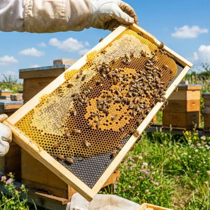 Medium Super Beehive Frames and Wax Foundations, Honey Bee Frames with 100% Beeswax Coated Foundation Sheets, Bee Hive Frame and Foundation 10 Pack