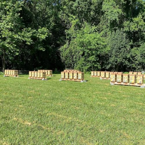 Apimaye Insulated 7 Frame Langstroth Nucleus Assembled Bee Hive Set (White Hive with No Frames) - style: White Hive with No Frames