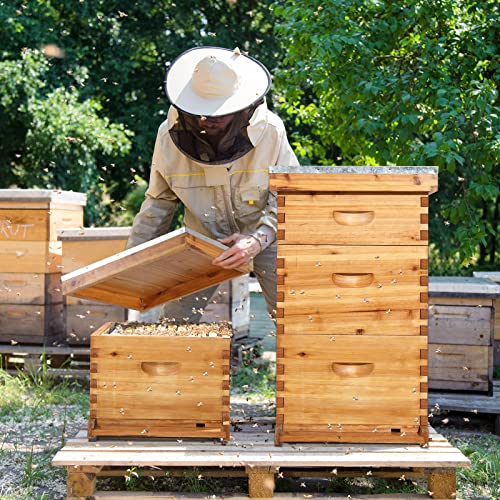 VINGLI 10-Frame Bee Hive, Wax Coated Beehive Starter Kit with Frames & Beeswax Coated Foundation Sheets (3 Layer) - style: 3 Layer