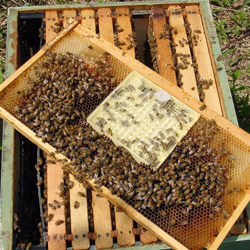 Queen bee Rearing Kit System Nicot bee Cell Cups Bee Laying Breeding Set Apiculture Beekeeping Grafting Set