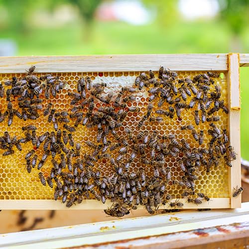 Beehive Wax Coated Foundation Sheet,5-5/8-Inch Medium Beeswax Foundation Sheets,20 Pcs Plastic Bee Hive Foundation Sheet,Beehive Foundation Sheet Fit Medium Frame Beekeeping Supply - color: 20pcs-Super